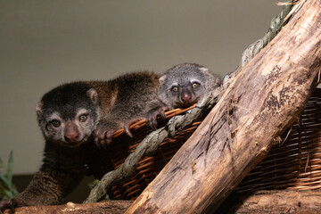 cute wild bear cuscus aulirops ursinus arboreal
