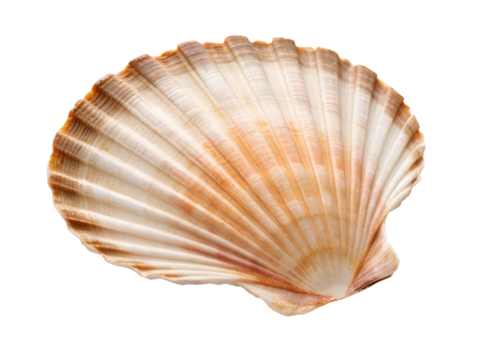 Curved Oyster Shell PNG – Realistic Side Angle Shell on Transparent Background	
