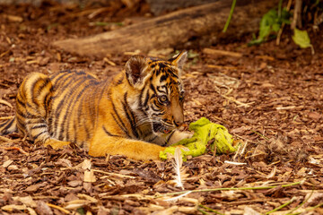 Tiger cubs playing with his mother,sumatra tiger Panthera tigris