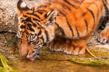 Sumatran tiger family with two little cubs