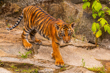 Sumatran tiger family with two little cubs