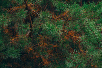 green tree texture. nature background with copy space