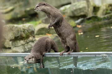 Asian small clawed otter Amblonyx cinerea, small clawed otter