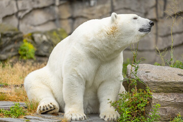 Polar bear sitting on rocky terrain with greenery in a natural habitat setting