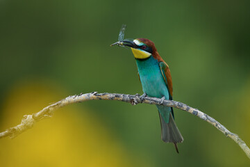 European Bee-Eater With Dragonfly on Branch