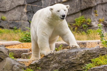Polar bear walking on rocky terrain habitat in the background