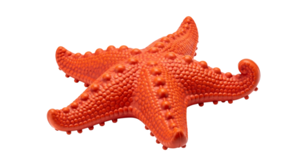Orange Textured Starfish Toy with Raised Dots on a Black Background ocean marine