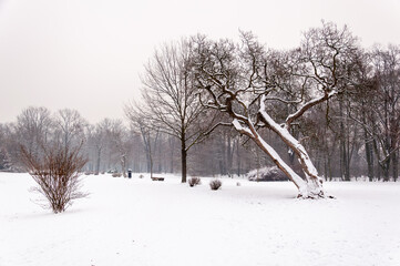 Obraz premium Snow Covered Park Landscape With Bare Trees And Calm Winter Atmosphere. Overcast Uniform Gray Sky