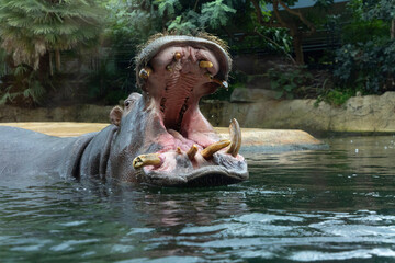 Large hippopotamus opening mouth in water surrounded by lush greenery