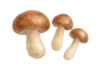 Hand painted porcini mushrooms watercolor art creating edible forest food illustration with transparent background