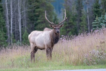 Fototapeta premium Elk in Natural Habitat