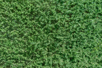 Creeping evergreen juniper with dense needle-like foliage forming a lush green carpet, perfect as a natural background or garden groundcover texture.