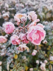 rose_with_frost_2
