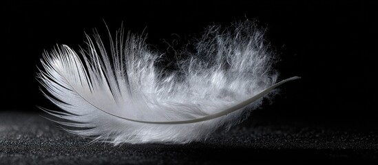 Soft white feather detail on dark surface