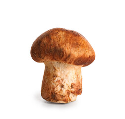 Fresh mushroom isolated on white background, closeup
