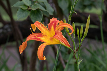 Orange and yellow Daylily (Hemerocallis) in close-up, with flower buds on a stem, in sharp focus against a dark, blurred background.