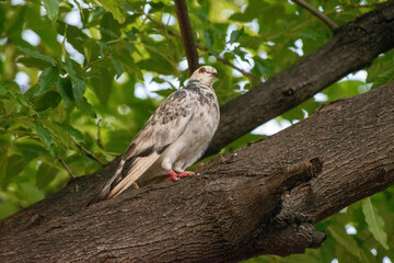 A beautiful speckled pigeon with white and grey feathers perches on a tree branch. Soft green leaves blur in the background, creating a serene natural outdoor setting