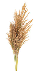 Naklejka premium Bouquet of common reed isolated on a white background. Cane, reed seeds, reed spikelets.