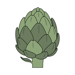 artichoke vegetable vector illustration