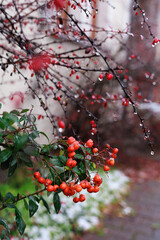 Bright red berries on winter branches with a soft blurred yard in the background. Concept of seasonal nature detail and atmospheric outdoor storytelling.