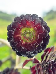 Flor morada de Suculenta en la rama