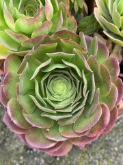 Suculenta verde hermosa