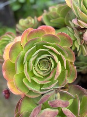 mata de suculenta divina en el jard&iacute;n