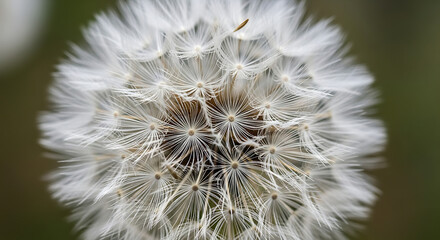 Extreme close-up macro shot of a dandelion seed head with delicate white filaments against a blurred background