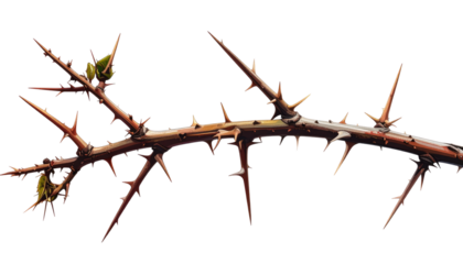 Jagged brown branch with many sharp thorns and tiny green leaves against a dark background