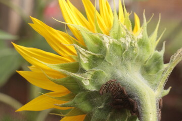 sunflower spring