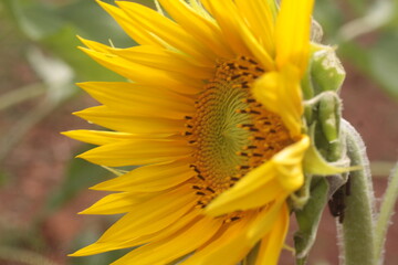 sunflower spring