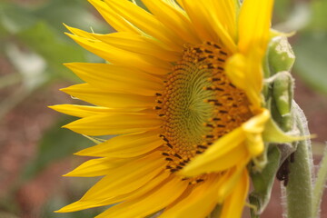 sunflower spring