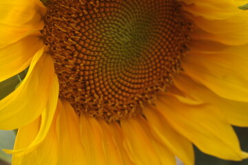sunflower spring