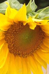 sunflower spring