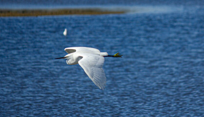 garça branca a voar