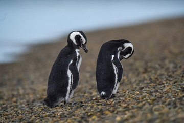 Magellanic penguin, Caleta Valdes, peninsula Valdes, Chubut Province, Patagonia Argentina