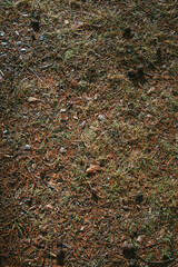 autumn leaves background