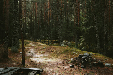 road in the woods
