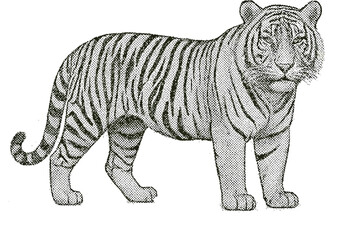 Halftone Tiger Full Body Illustration in Black and White