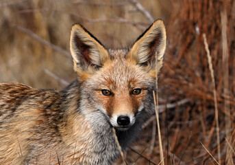 A beautiful fox in the countryside, free