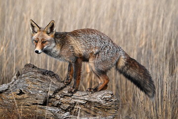 A beautiful fox in the countryside, free