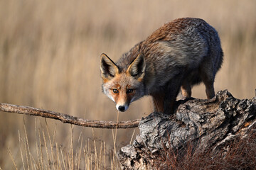 A beautiful fox in the countryside, free