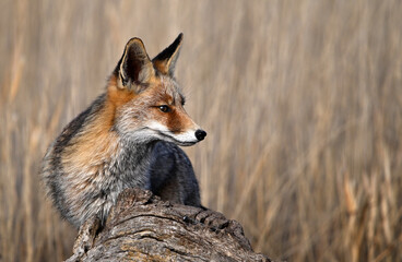 A beautiful fox in the countryside, free