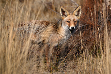 A beautiful fox in the countryside, free