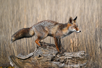 Fototapeta premium A beautiful fox in the countryside, free