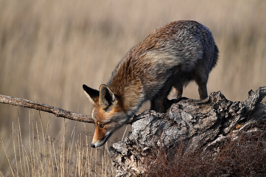 A beautiful fox in the countryside, free