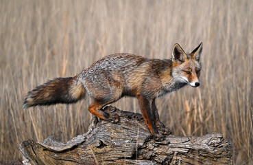 A beautiful fox in the countryside, free
