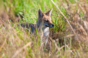 Fototapeta premium Grey fox in Ibera Marsh National Park environment, Corrientes Province, Argentina.