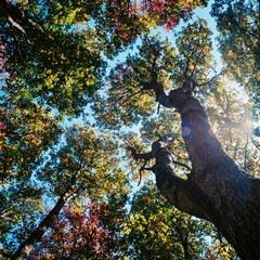 Looking up through tall forest canopy towards bright sunlit blue sky