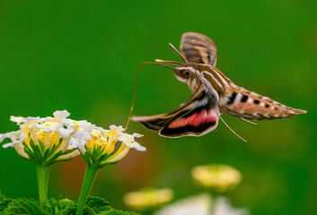 A White-lined Sphinx Moth in side profile pollinating White Lantana flowers with its long tongue. Close up view.